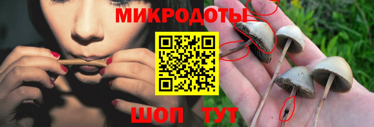 купить наркоту  Галлюциногенные грибы MAGIC MUSHROOMS  Вход с VPN  Камень-на-Оби 